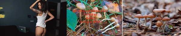 ПСИЛОЦИБИНОВЫЕ ГРИБЫ Вязники